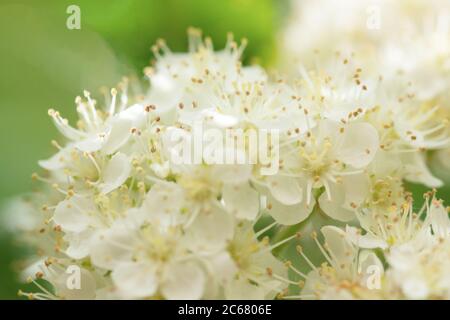 Sorbus aucuparia - fleurs rowan. Abaissement rowan au printemps. Fleurs blanches de l'arbre rowan gros plan Banque D'Images