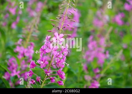 Fleurs roses de saule-herbe (thé Ivan, pompier) dans un champ d'été Banque D'Images