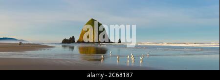 Troupeau d'oiseaux debout sur Cannon Beach avec Haystack Rock en arrière-plan, Oregon, États-Unis Banque D'Images