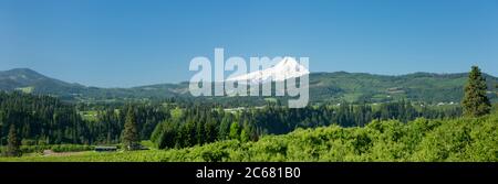 Forêt verte avec Mount Hood menace en arrière-plan, Oregon, États-Unis Banque D'Images