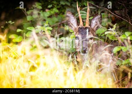 Un cerf de Virginie a été éperlé ce soir pour une visite rapide. J'ai obtenu ce cliché de la voie en regardant à travers les graminées de prairie pendant qu'il se tenait et m'a regardé Banque D'Images