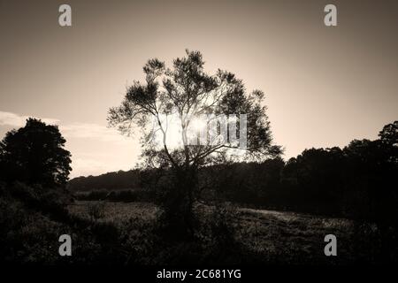 Vue sur les rayons du soleil à travers l'arbre près de la rivière Boyne, Slane, comté de Meath, Irlande Banque D'Images