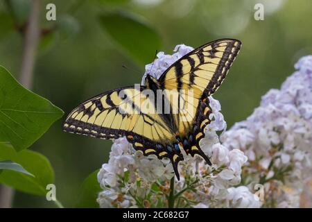 Papillon à queue de cygne canadien sur fleurs lilas Banque D'Images