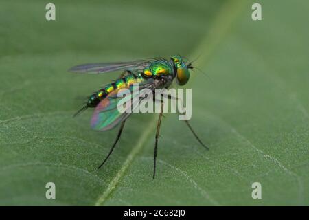 Photo macro de la mouche à long pattes sur la feuille verte Banque D'Images