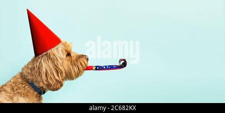 Chien mignon célébrant avec un chapeau de fête rouge et soufflez sur un fond bleu et copiez l'espace sur le côté Banque D'Images