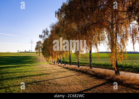 Rangée de saules en automne, Bade-Wurtemberg, Allemagne Banque D'Images