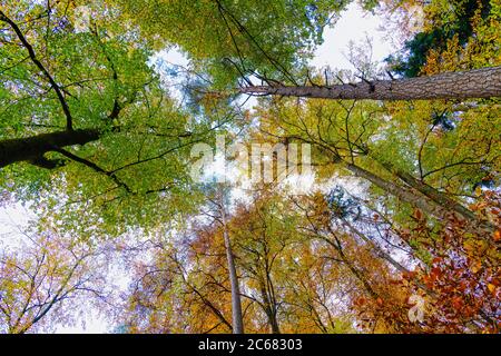 Recherche d'arbres en automne, Bade-Wurtemberg, Allemagne Banque D'Images