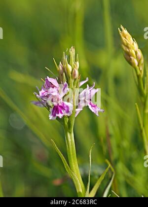 Variation inhabituelle de couleur de l'Orchidée tachetée de Heath (Dactylorhiza maculata ou Dactylorhiza fuchsii) dans la prairie de fleurs sauvages de Cumbria, Angleterre, Royaume-Uni Banque D'Images