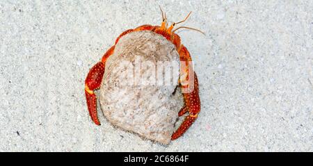 Gros plan sur le crabe Hermit (Paguroidea), le lagon d'Aitutaki, Aitutaki, les îles Cook Banque D'Images