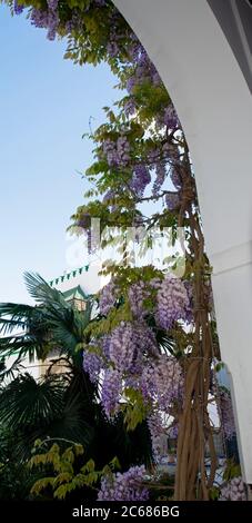 Fleurs de glycine à la Grande Mosquée, Paris, France Banque D'Images