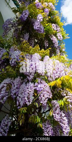 Fleurs de glycine à la Grande Mosquée, Paris, France Banque D'Images