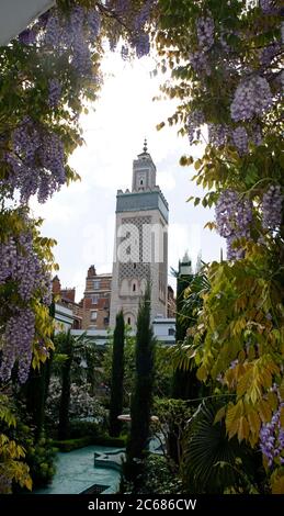 Fleurs de wisteria charpente minaret à la Grande Mosquée, Paris, France Banque D'Images