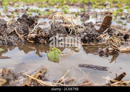 Champ de la ferme de soja inondé d'eau stagnante. Concept de dommages aux cultures, d'assurance, d'inondation et de perte de rendement Banque D'Images