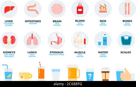 Illustration de l'écran plat des organes humains et des boissons quotidiennes vectorielles. Set avec foie, cerveau, sang, peau, eau, café pour site Web shop et isolé sur blanc Illustration de Vecteur