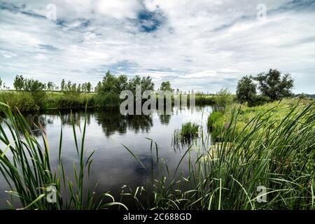 Lac avec beaucoup de végétation, dans le Parc naturel de Comana, Roumanie. Banque D'Images