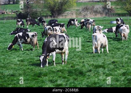 Vaches de Frise paître dans les pâturages, Normandie, France Banque D'Images