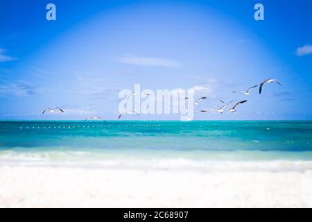 Un troupeau d'oiseaux volant au-dessus des eaux turquoises des Caraïbes Banque D'Images