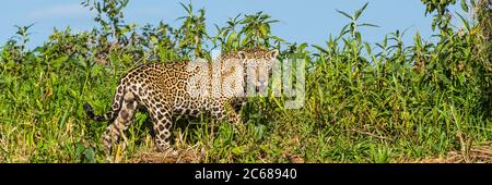 Jaguar (Panthera onca), parc national de Matogrosense, Brésil Banque D'Images