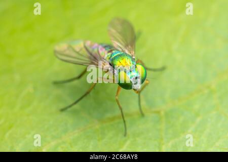 Mouche à long pattes (Condylostylus sp.), du groupe Condylostylus caudatus. Banque D'Images