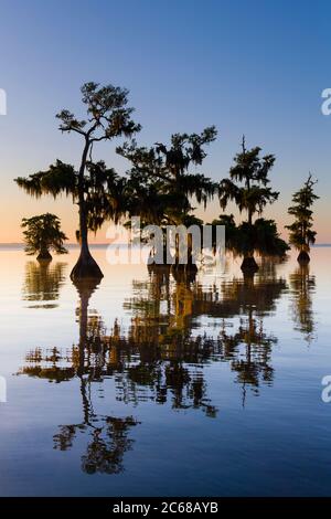 Vue sur l'étang Cypress (Taxodium ascendens) Blue Lake, Floride, États-Unis Banque D'Images