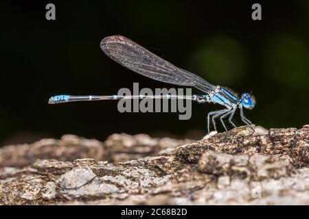 Danseur à anneaux bleus (Argia sedula) - Homme Banque D'Images