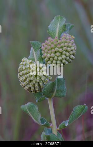 Comète verte, de l'ASCLÉPIADE (Asclepias viridiflora Banque D'Images