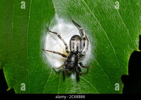 Antimmer sac Spider, Castianeira sp., femelle faisant des œufs caisse Banque D'Images