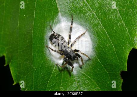 Antimmer sac Spider, Castianeira sp., femelle faisant des œufs caisse Banque D'Images