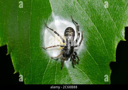 Antimmer sac Spider, Castianeira sp., femelle faisant des œufs caisse Banque D'Images