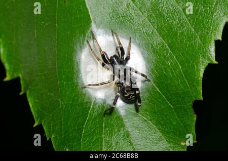 Antimmer sac Spider, Castianeira sp., femelle faisant des œufs caisse Banque D'Images