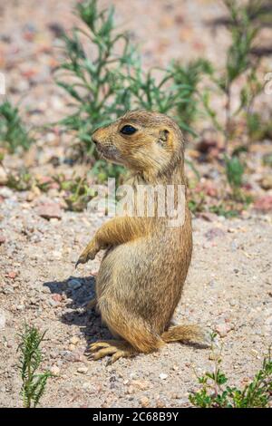 Jeune Gunnison's Prairie Dog pup (Cynomys gunnisoni), Monument Colorado USA. Photo prise en juillet. Banque D'Images