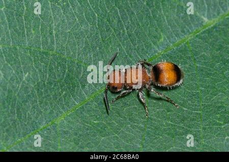 Velvet Ant, Pseudométhoca simillima, femme Banque D'Images