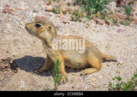 Jeune Gunnison's Prairie Dog pup (Cynomys gunnisoni), Monument Colorado USA. Photo prise en juillet. Banque D'Images