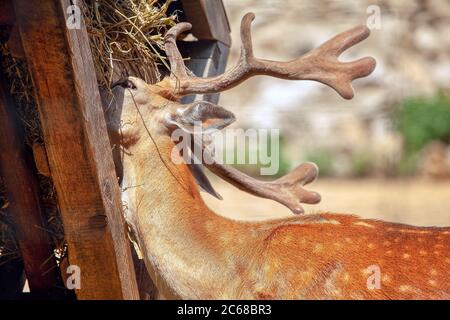 Le cerf mange dans une gouttière. Animal avec de grandes cornes Banque D'Images