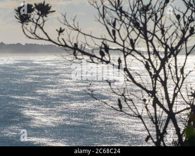 eau de mer étincelante, blanche et bleue argentée, avec une silhouette d'arbre au premier plan et une plage en arrière-plan Banque D'Images