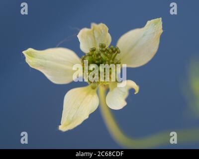 La jolie et délicate fleur de la plante de cumin noir sur fond bleu Banque D'Images