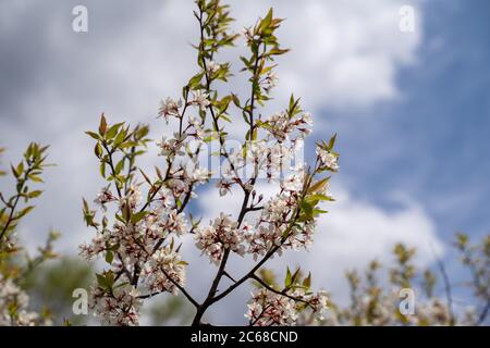 Fleurs de prune arménienne en fleur. Également connu sous le nom d'abricot sibérien ou d'abricot tibétien Banque D'Images