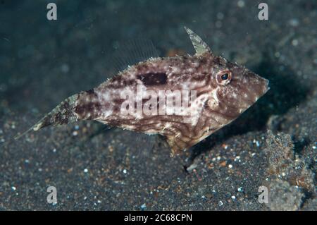 Poisson-perce de mer, Acreichthys tomentosus, site de plongée TK3, détroit de Lembeh, Sulawesi, Indonésie Banque D'Images