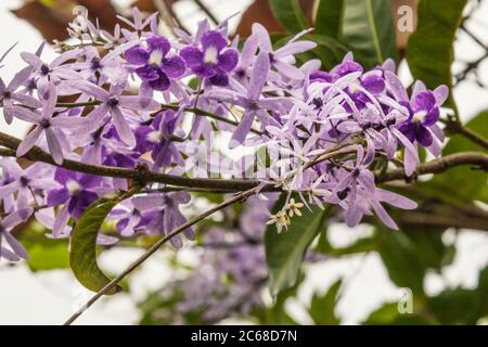 Gros plan de fleurs de couronne pourpre (Petrea volubilis) Banque D'Images