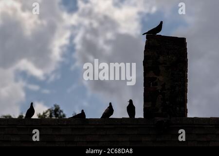 Des silhouettes Rock Dove sur un toit. Banque D'Images