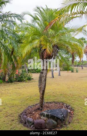 Une palmier pygmée dans un paysage tropical Banque D'Images