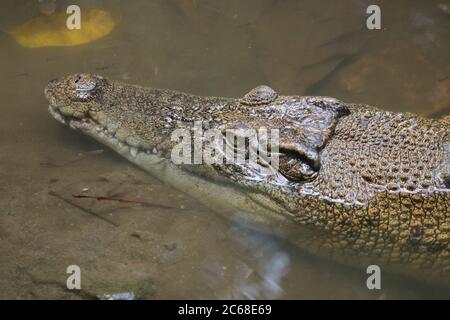 Crocodile d'eau salée (Crocodylus porosus) ou crocodile d'eau salée ou crocodile australien indo ou crocodile mangeur. Bains de soleil au marais. Banque D'Images