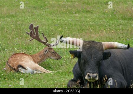 Koblenz, Allemagne. 05e juillet 2020. Un cerf de Virginie de la forêt rejoint depuis une bonne année un troupeau de bovins Heck, qui garde les zones de la réserve naturelle de l'ancienne zone d'entraînement militaire Schmidtenhöhe indemnes de végétation. Selon le Ministère, de nombreux experts supposent que ce pâturage quasi naturel remplace la fonction écologique des brouteurs sauvages éteints. (À dpa: Buffalo et Heck bovins travaillent comme tondeuses à gazon pour plus de biodiversité) Credit: Thomas Frey/dpa/Alay Live News Banque D'Images