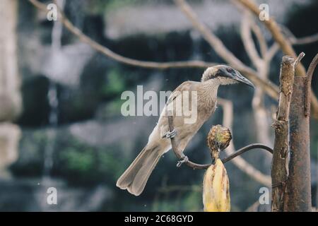 Gros plan de l'oiseau de friarque hellaqué, Philemon buceroides, assis sur la branche d'arbre. Très étrange tête longue, oiseau laid. Banque D'Images