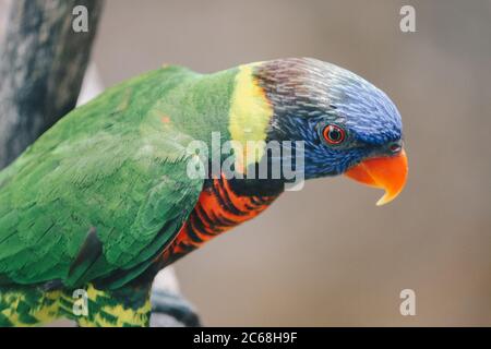 Gros plan de l'oiseau de Lorikeets de noix de coco (Trichoglossus haematodus) Banque D'Images