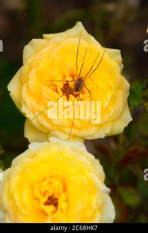 Harvestmen sur la rose du Golden Trust, Bushs Pature Park, Salem, Oregon Banque D'Images