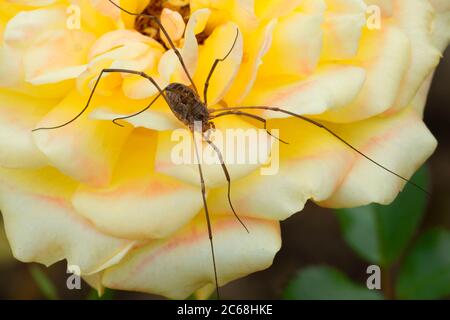 Harvestmen sur la rose du Golden Trust, Bushs Pature Park, Salem, Oregon Banque D'Images