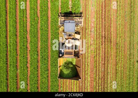 Cueilleur de haricots verts traitant un grand champ, godet chargé de haricots fraîchement cueillis, vue aérienne. Banque D'Images