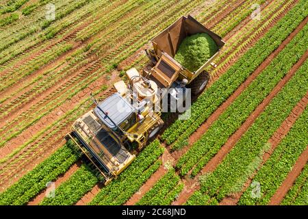 Cueilleur de haricots verts traitant un grand champ, godet chargé de haricots fraîchement cueillis, vue aérienne. Banque D'Images