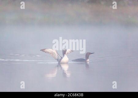 Huart à gorge rouge jeux d'accouplement de la scène dans un lac brumeux Banque D'Images